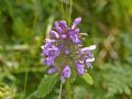 Betonica officinalis